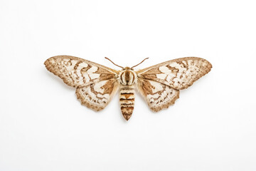 Obraz premium Brown and White Moth Isolated on White Background