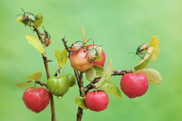 A young colony of harlequin bugs is feeding on the fruit-laden branches of a Barbados cherry tree....