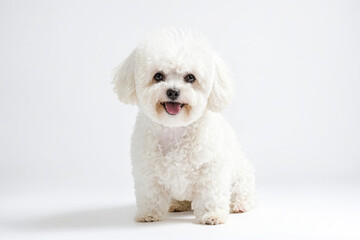 Fototapeta premium White Poodle Sitting on White Background