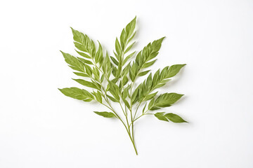 Fototapeta premium Sprig of Green Leaves on White Background