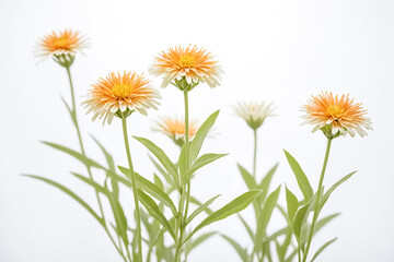 Delicate Yellow and White Flowers with Green Stems on a White Background