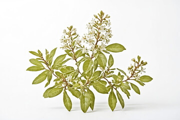 White Flowers and Green Leaves on a White Background