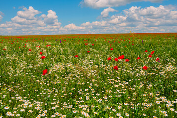 Field with flowers - daisies, poppies and other wildflowers on a sunny day with clouds