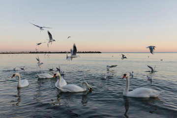A flock of white swans in the calm waters of the Black Sea in Varna, Bulgaria.