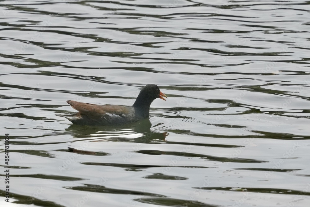 Wall mural common moorhen in a pond