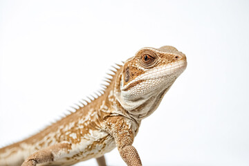 Obraz premium Brown lizard with white scales on a white background