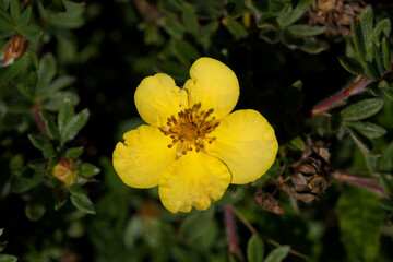 Shrubby cinquefoil, or Tundra rose, yellow