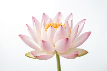 Pink Lotus Flower on White Background
