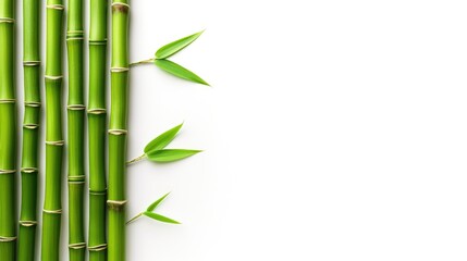 Green Zen Bamboo for Designers