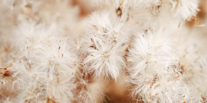 Nature botanical aesthetic banner, close up texture fluffy seeds of field flowers, tender soft autumn scene, warm toned beige brown color, macro trend photo. Environment textured background