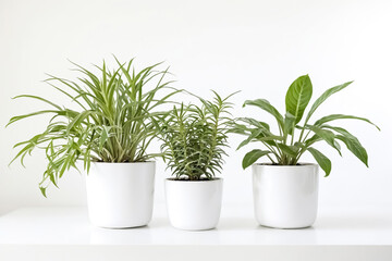 Fototapeta premium Three Potted Plants on White Background
