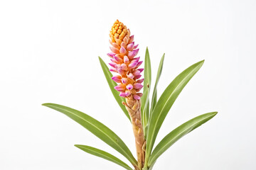Fototapeta premium Pink and Yellow Flower with Green Leaves on White Background