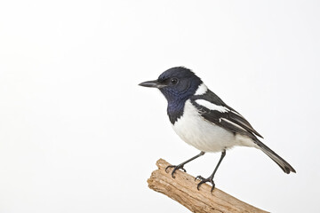 Naklejka premium Black and White Bird on a Branch