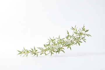 Fototapeta premium Green Branch with White Background