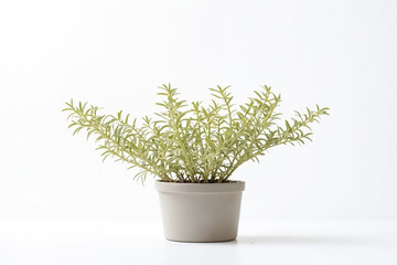 Obraz premium Potted plant with green leaves on a white background