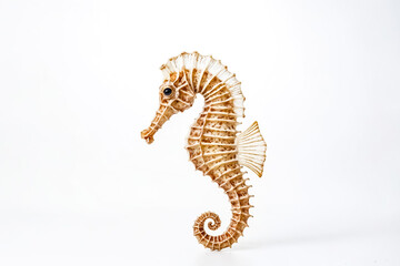Fototapeta premium Seahorse on White Background