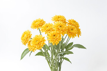 Naklejka premium Yellow Flowers on White Background