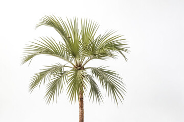 Obraz premium Palm Tree Silhouette Against White Sky