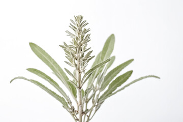 Close up of a Silver Leaf Plant