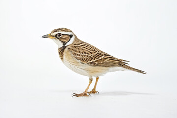 Fototapeta premium Tawny-flanked Pipit Bird on White Background