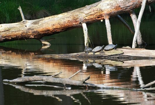 Schildkr&ouml;ten im Pfaffensee bei Stuttgart
