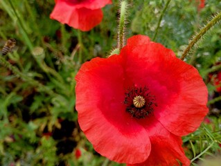 Fototapeta premium A macro shot of a red wild poppy in a field with delicate delicate petals rising against a background of green grass. The theme of wildflowers and beautiful backgrounds with them.