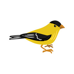vector drawing bird, hand drawn American goldfinch, Spinus tristis, isolated nature design element