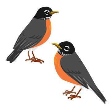 two robins, orange breast, gray wings clip art preview