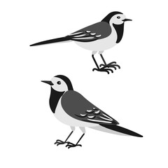 vector drawing birds, hand drawn white wagtail, Motacilla alba , isolated nature design elements
