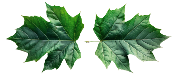 High-resolution image of two glossy green leaves transparent background, showcasing their detailed texture and vibrant color, perfect for botanical, nature, and environmental themes.