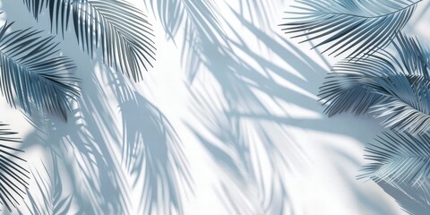 Palm Leaf Shadows on White Background