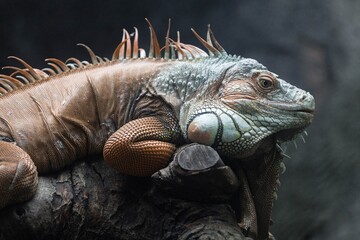 Igruana sitting on a tree, close-up