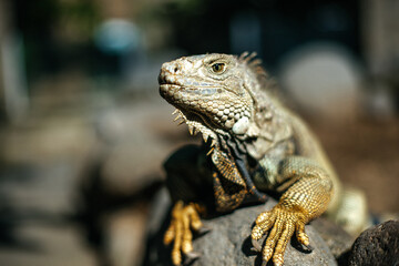 Fototapeta premium Portrait of an iguana in a zoo on Bali