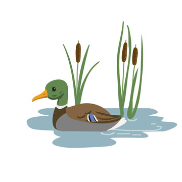 green-headed duck swimming in pond
