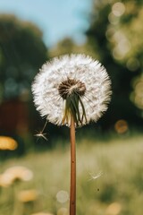 Dandelion seeds floating in air on soft blue background with mesmerizing bokeh effects