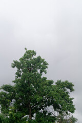 A tree with green leaves on the background of a cloudy sky. Tree top and cloudy sky