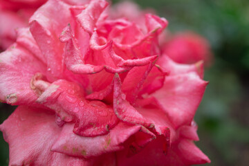 Pink rose in the garden in the rain. Close-up of pink rose in raindrops