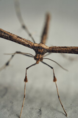 Details of a Feather Moth on a white wall (Pterophoridae)