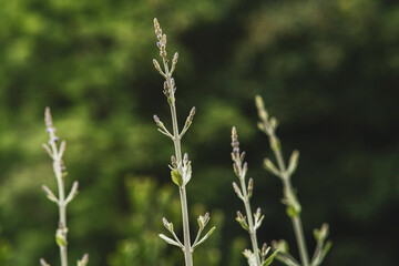 grass © Federico