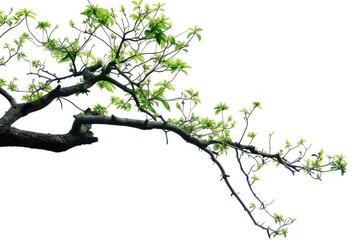 Fototapeta premium Tree Branch. Green Tree Branch Isolated on White Background