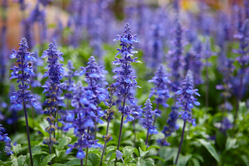 Close-up view of Blue Salvia  in garden