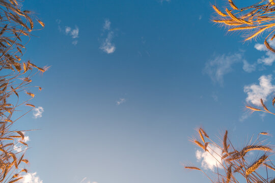 Vibrant reeds against a vivid blue sky with fluffy clouds