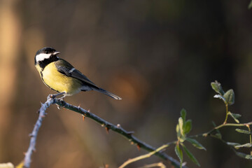 Garden bird Great tit, songbird sitting on the branch forest with beautiful nature background. Wildlife scene from nature. Space for text.Parus major