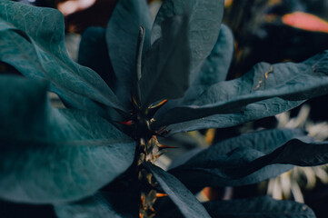 beautiful and aesthetic leaves that grow in forests and wild nature