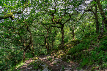 the circular walk around Llanberis lake , Snowdonia