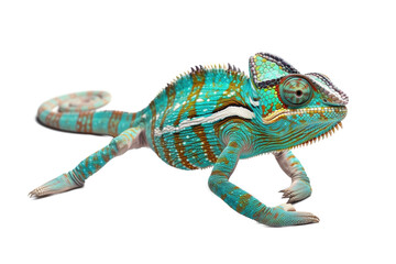 Obraz premium chameleon on transparent background