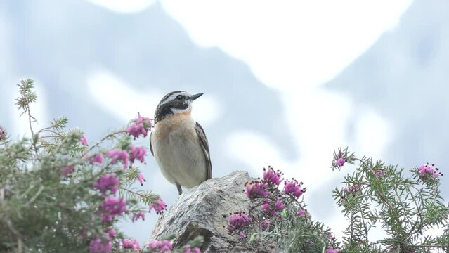 whinchat, Saxicola rubetra Stiaccino