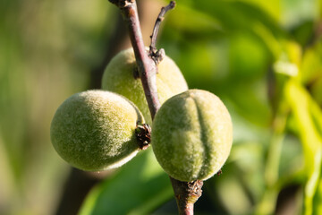 noch unreife kleine Pfirsich Früchte am Baum - Prunus persica samtig behaart