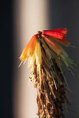 abgeblüte Fackellilie Blüte