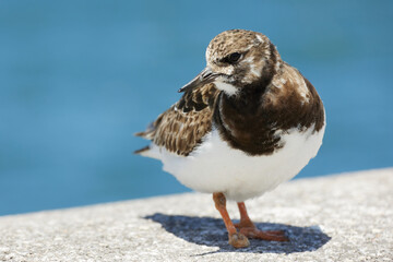 turnstone with injured leg